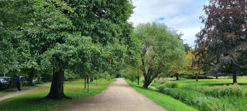 Cambridge on vehreä kaupunki. Kuva: Ilkka Mikkola