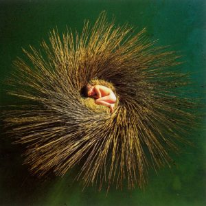 Peter Gabriel: OVO (Real World / Virgin 2000).